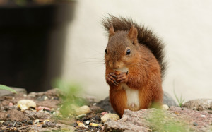 Squirrel Xermy Eating Nut