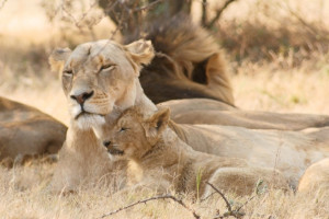 Lioness And Lion Cub Johannesburg South Africa