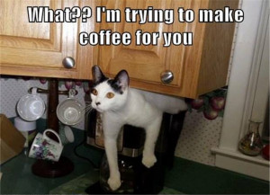 okay so it is not exactly a cat making coffee more like a cat caught ...