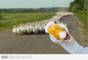 Funny Goose photobombing other geese.....