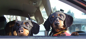 The wiener dog who thinks he's more of a celebrity than he really is ...