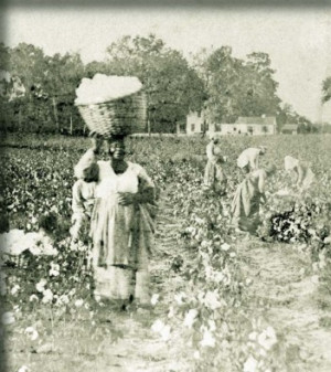 ... of the cotton picking. It was a hard job to do all day in the hot sun