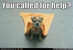 funny pictures of dogs with captions