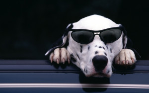 斑点犬Dalmatian高清壁纸 第6页-ZOL桌面壁纸