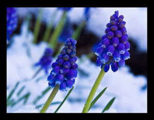 Flowers-in-the-snow