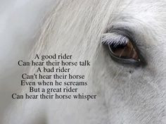 horse quote More