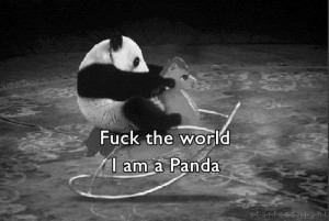 baby panda, black and white, fun, funny, lol, love love love, panda ...