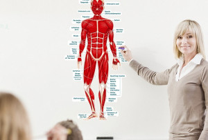 nervous system is considered a very important system of the body this