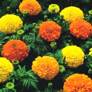 Gujarat S tate Flower - Marigold