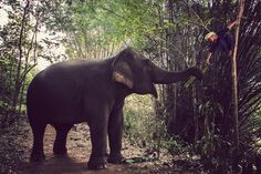 beasts of burden. However, elephants have decreased by 95% as man ...