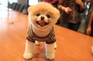 ... doggy doggies adorable funny fun silly photography boo the pomeranian