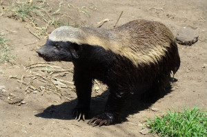 The honey badger has been referred to by the Guinness Book of World ...