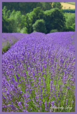 Lavender Fields Shoreham Kent