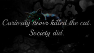 lonely cat guy bailey.ˣ