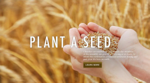 Plant A Seed (hands with grains)