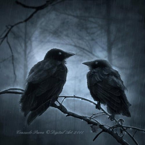 the raven - darkness Photo