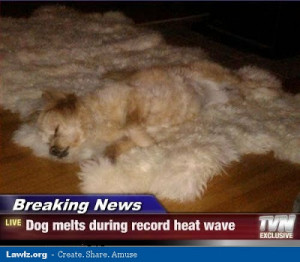heat breaking news dog melts dog melts during record heat