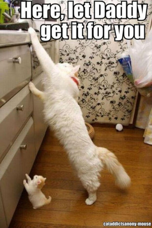 Cats! Silly Cats! Funny Cats! TNG