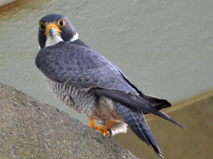 Peregrine Falcon Mobbing...