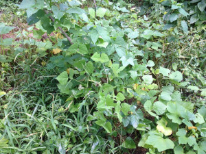 Related Pictures vegetable garden quotes pic 23