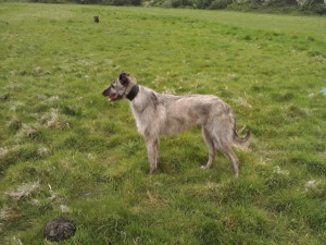 litter mate to the bitch above wheaten greyhound x collie greyhound