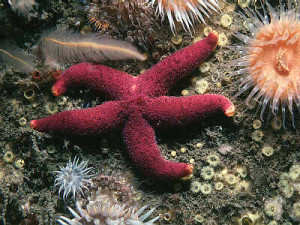 Planescape Torment Ignus Quotes