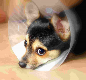 Getting a Shelter Pet: Don’t Forget Pet Insurance » sick-dog