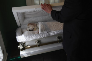 beagle-hound Justin in the viewing room of the Hartsdale Pet Cemetery ...