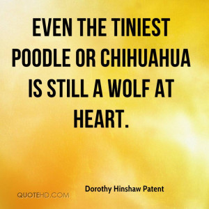 Even the tiniest Poodle or Chihuahua is still a wolf at heart.