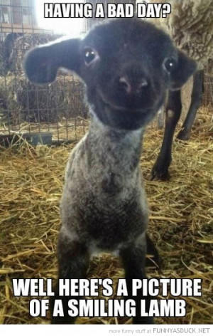 bad day cute lamb smiling animal sheep funny pics pictures pic picture ...