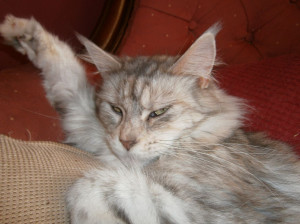 Maine Coons For Adoption