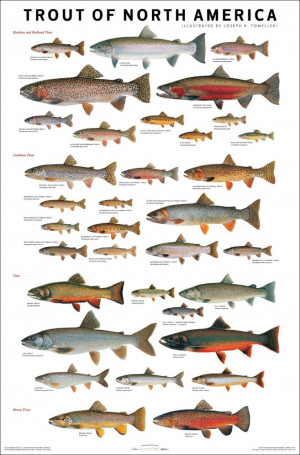 Trout of North America. Trout Fish, Camps Fish, North America, Picture ...