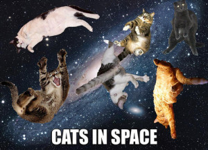 cats-in-space-cat-cats-kitten-kitty-pic-picture-funny-lolcat-cute-fun ...