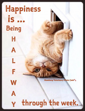 of happiness happy wednesday friends cats the doors cat quotes funny ...