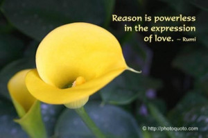 Sad love quotes rumi