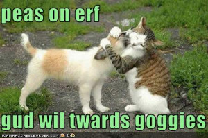 of cats fighting cat fight pictures cat pictures fighting pictures cat ...