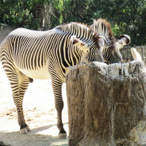 Women Giving Birth Baby Public