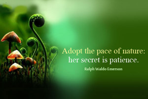 nature-quote-adopt-the-pace-of-nature-her-secret-is-patience
