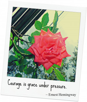 Stuck In Love Quotes Heartbeat Backyard rose with quote