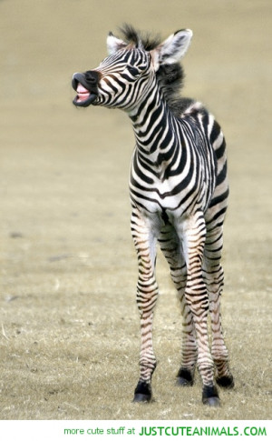 Cute Zebra Mousepad