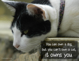 Cat Quotes And Sayings Cats quote: you can own a dog,