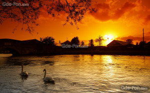 Tlcharger Fond d'ecran coucher du soleil, lac, Cygnes Fonds d'ecran ...