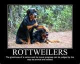 Rottweilers, beautiful and loving animals