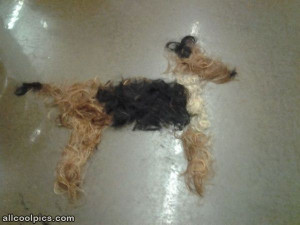 Cool Dog Got A Hair Cut