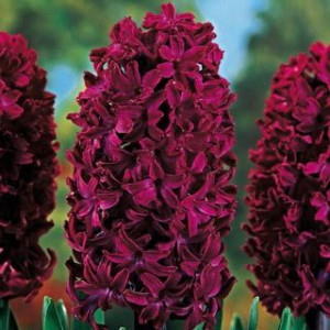 Shop Woodstock Hyacinth at Breck's