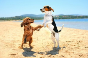 two dog dancing on the beach an inteligent dog wearing glasses