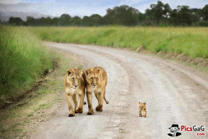 ... lion n family cute lion sayings for children cute lions with quotes