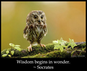 wisdom #spiritual #spirituality #owl #Socrates #wonder #quote