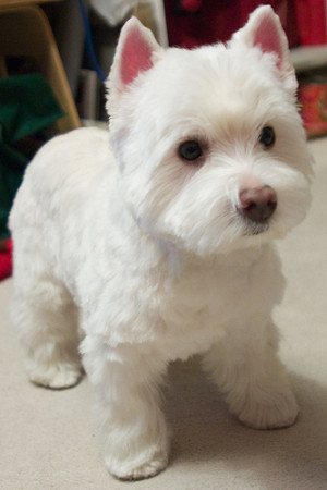 Westie Puppy Cut