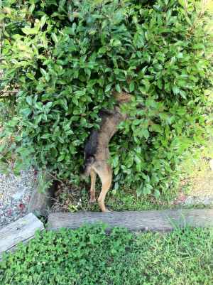 Thread: People never cease to amaze me on how they treat animals